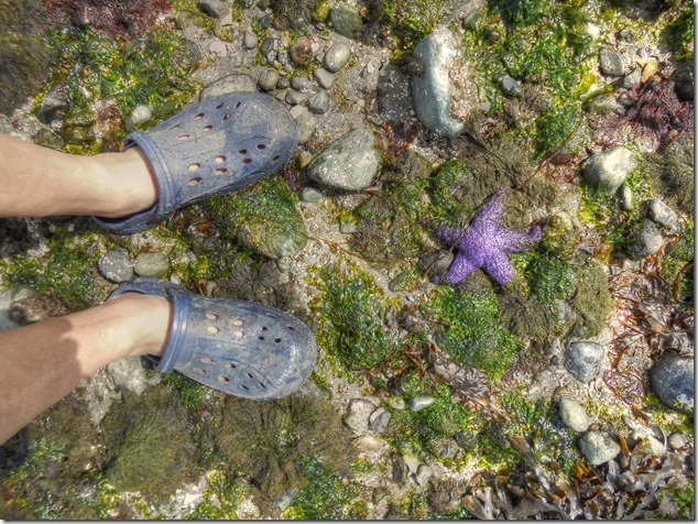 starfish,beach,Cape Lazo,Comox,Kye Bay starfish,beach,Cape Lazo,Comox,Kye Bay
