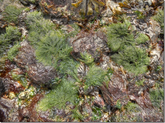 starfish,beach,Cape Lazo,Comox,Kye Bay starfish,beach,Cape Lazo,Comox,Kye Bay
