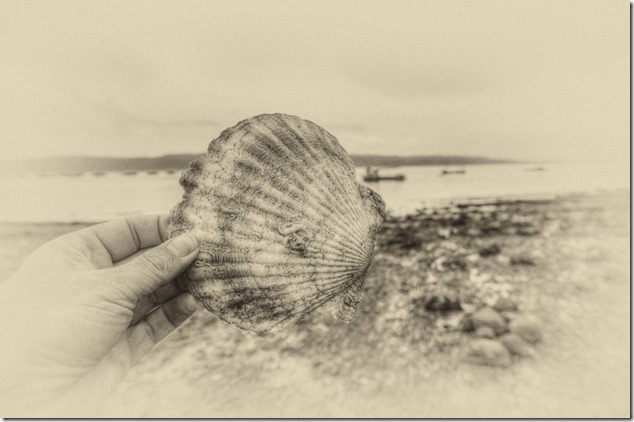 Scallop,Baynes Sound,shellfish,nature,scallop shell
