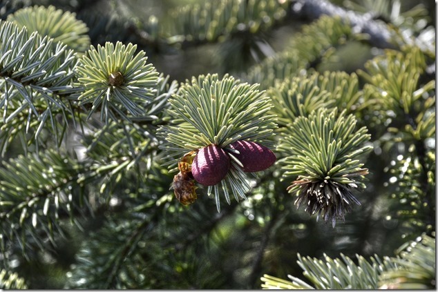 pine cone,nature