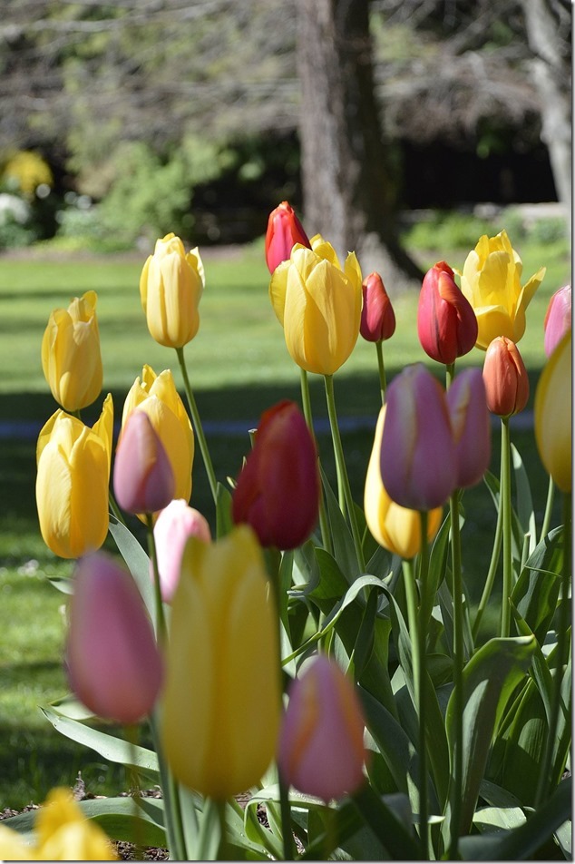 Beacon Hill Park,spring,nature,flowers