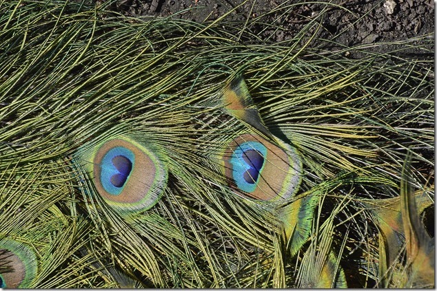 peacock,birds,Beacon Hill Park