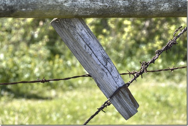 barbed wire,fence,Oyster River