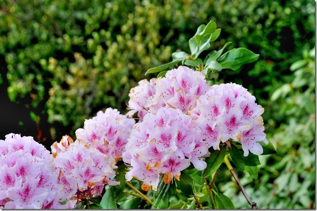 Courtenay Air Park,flowers,nature,Courtenay