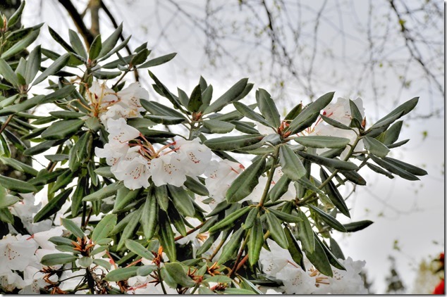 Courtenay Air Park,flowers,nature,Courtenay