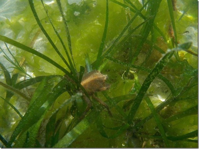 crab,beach,Air Force Beach,Cape Lazo