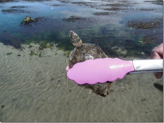 fish,Air Force Beach,Comox,Lazo