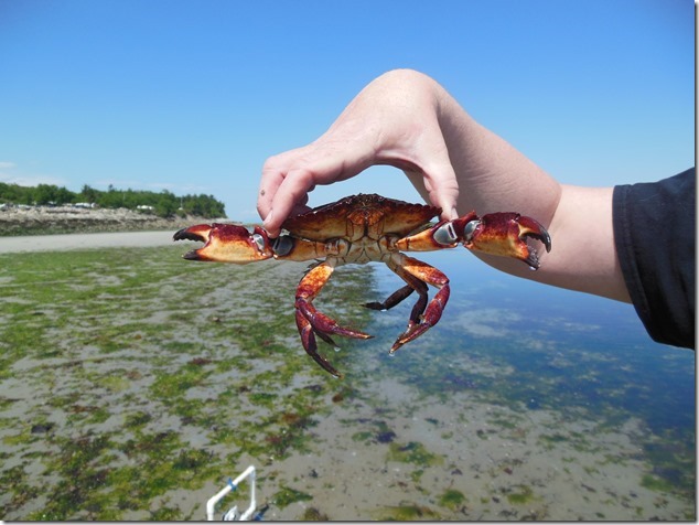 crab,Air Force Beach,Comox,Lazo