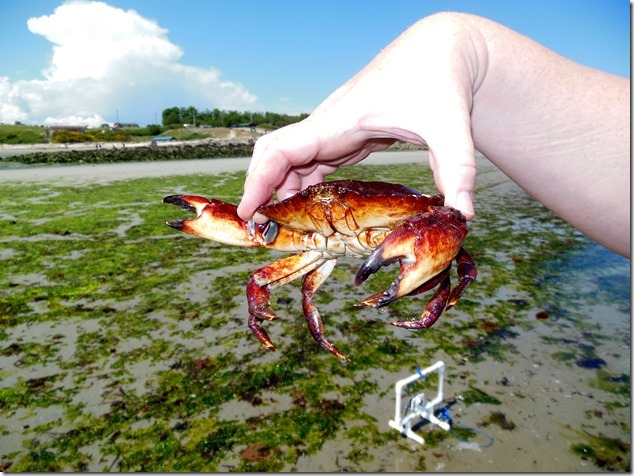 crab,Air Force Beach,Comox,Lazo