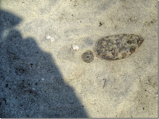 fish,Air Force Beach,Comox,Lazo