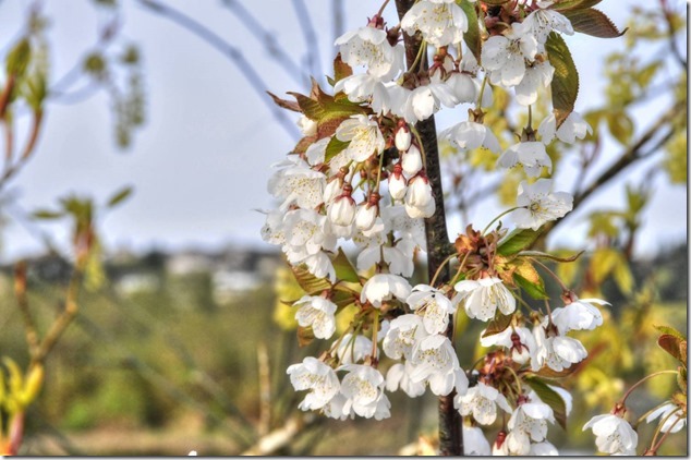 blossoms,spring,photgraphy