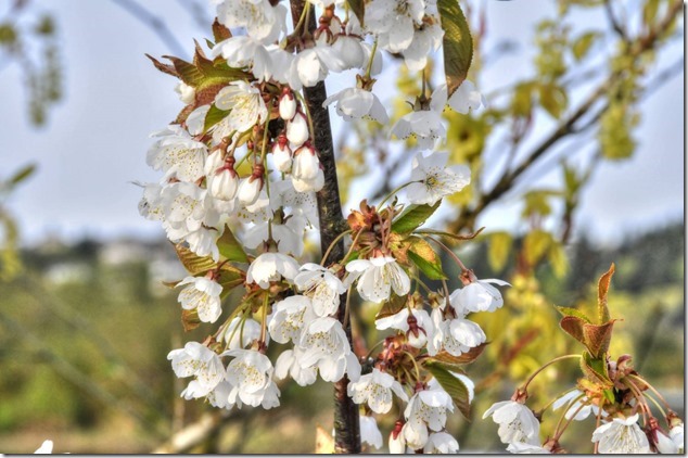 blossoms,spring,photgraphy