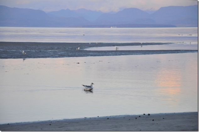 Kye Bay,Cape Lazo,Comox,Georgia Strait,beach,ocean,sunset,twilight,seagulls