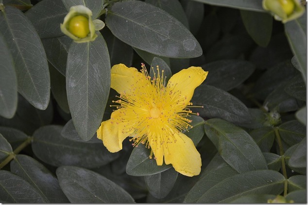 yellow,flowers,nature,spring,Filberg Lodge and Park,Comox