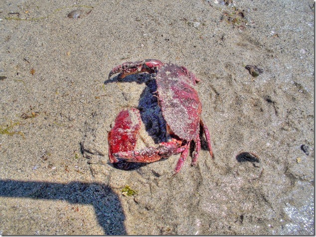Air Force Beach,crab,nature