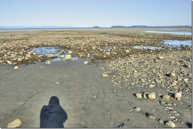 Royston,Baynes Sound,Salish Sea,beach,crabs,nature,ocean,marine life,video