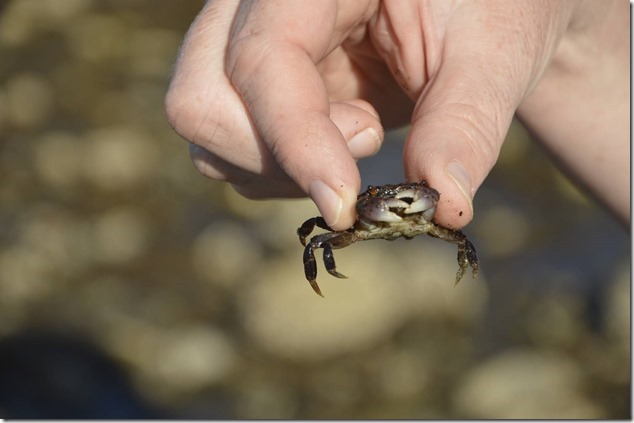 Royston,Baynes Sound,Salish Sea,beach,crabs,nature,ocean,marine life,video