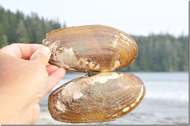 Bamfield ,nature,beach,Razor Clam,Pachena Bay