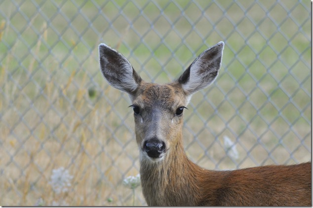deer,nature,wild life deer,nature,wild life
