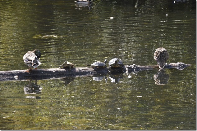 turtles,ducks,Victoria,Beacon Hill Park