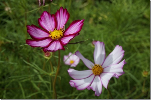 Anderton Therapeutic Gardens,Comox Valley,flowers,summer,nature