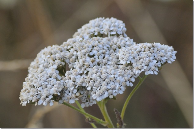 flowers,nature,summer,White