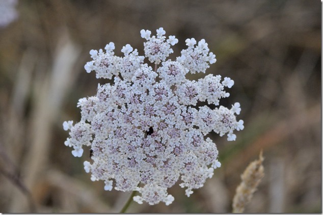 flowers,nature,summer,White