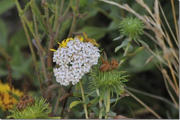 flowers,nature,summer,White