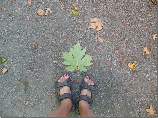maple leaf,leaves,nature,summer