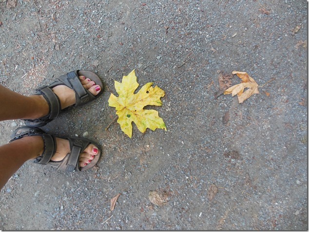 maple leaf,leaves,nature,summer