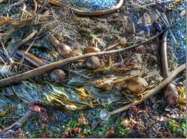 sea onions,bull kelp,beach,nature