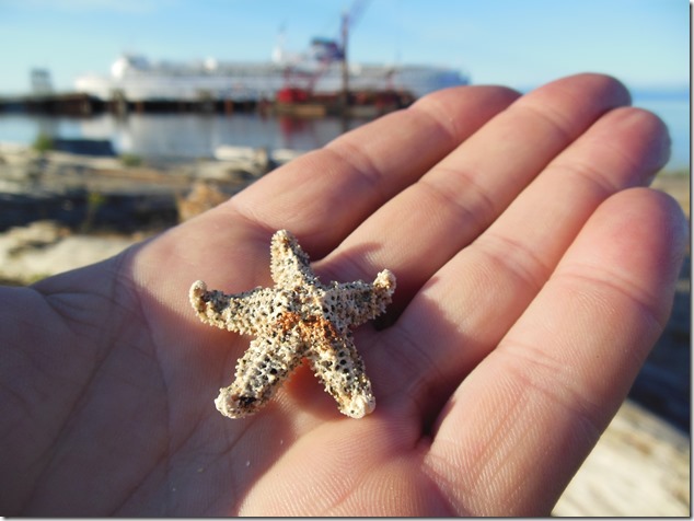 starfish,BC Ferries,Little River,Queen of Burnaby