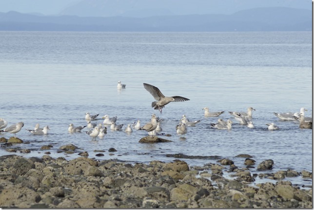 gulls, sea gulls, Kitty Coleman Provincial Park
