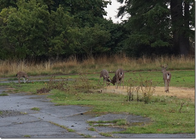 NOTC,Venture,Work Point,Deer,West Bay,Victoria,CFB Esquimalt