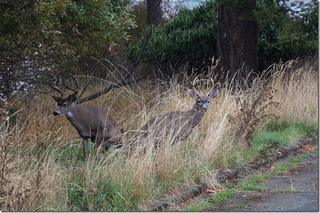 NOTC,Venture,Work Point,Deer,West Bay,Victoria,CFB Esquimalt