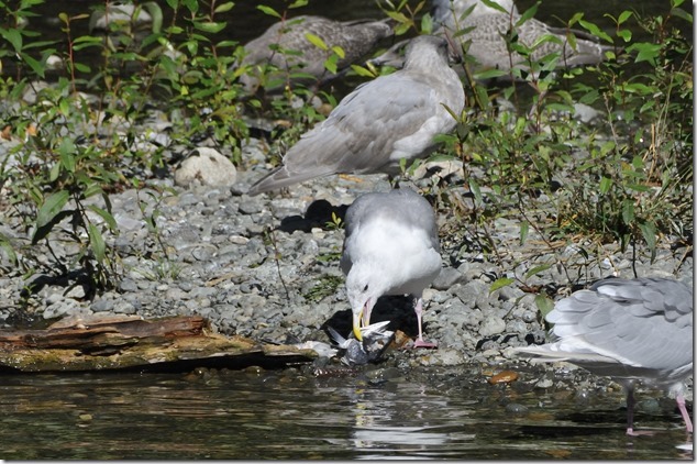 salmon run,pink salmon,sea gulls,Quinsam Hatchery,birds,nature
