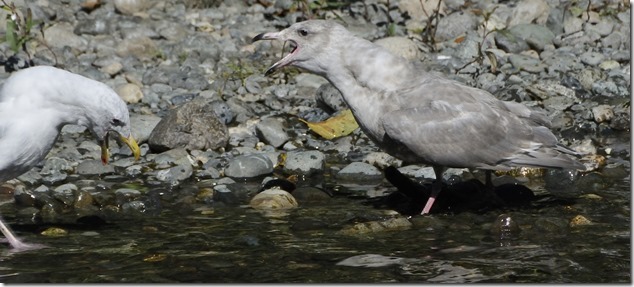 sea gulls,Quinsam Hatchery,birds,nature