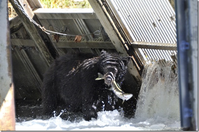 black bear,pink salmon,Quinsam Hatchery,Campbell River