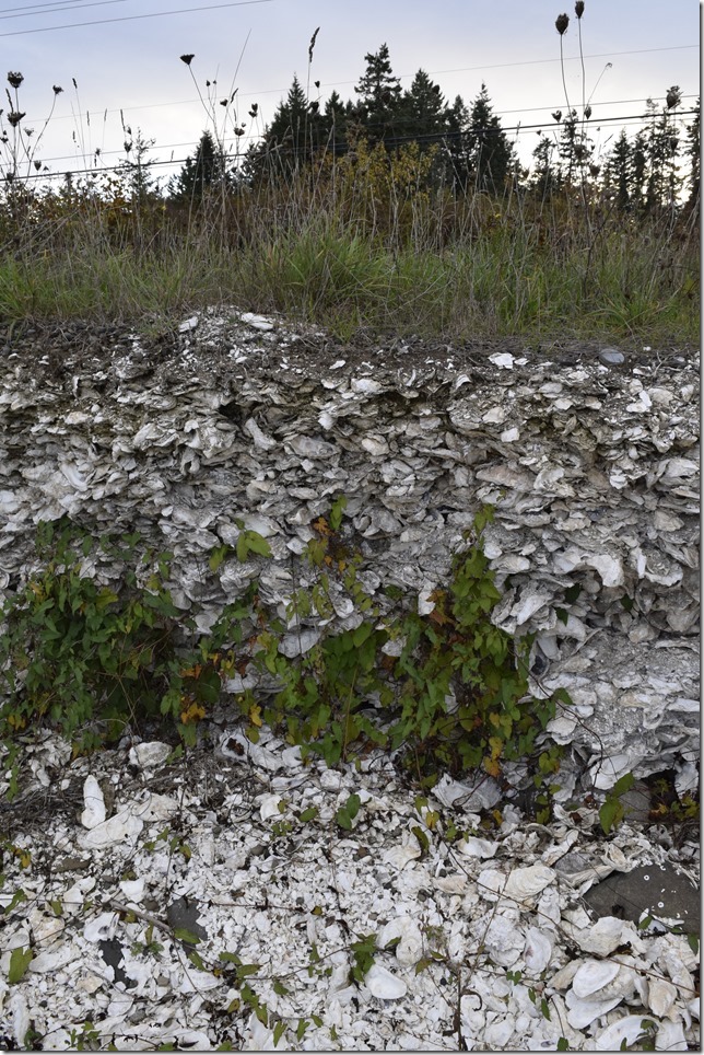 Fanny  Bay,Baynes Sound,Georgia Strait,Highway 19,oysters