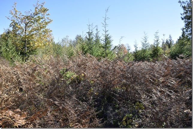 coal mining, Cumberlnad, history, No 5 Mine