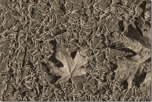 maple leaves,fall,black and white,oh canada