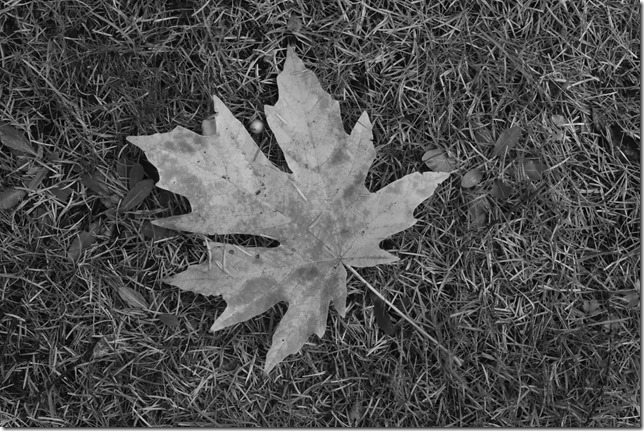 maple leaves,fall,black and white,oh canada