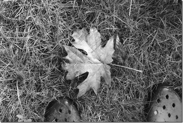 maple leaves,fall,black and white,oh canada