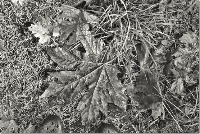 maple leaves,fall,black and white,oh canada