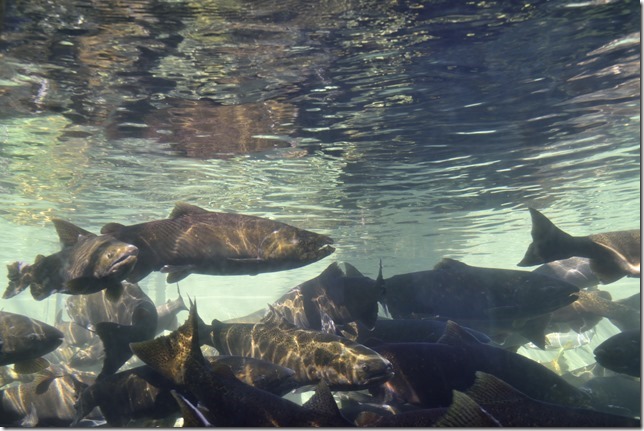 Puntledge River Hatchery,salmon