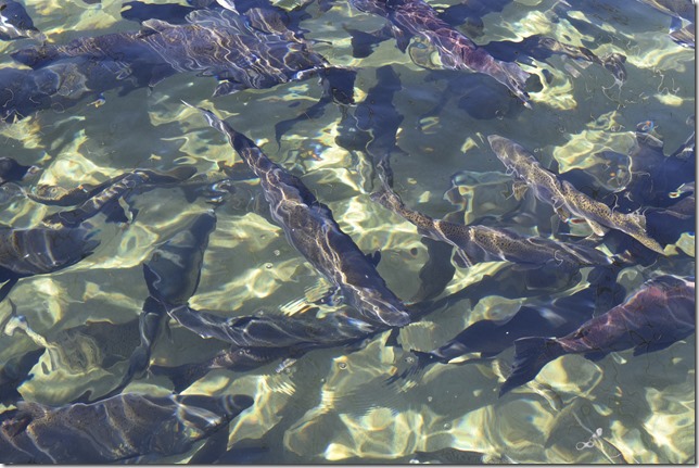 Puntledge River Hatchery,salmon