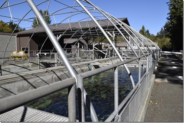 Puntledge River Hatchery,salmon