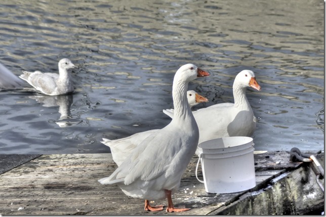 sea gulls,geese.birds,nature,Portuguese Joe's Fish Market,pidgeons