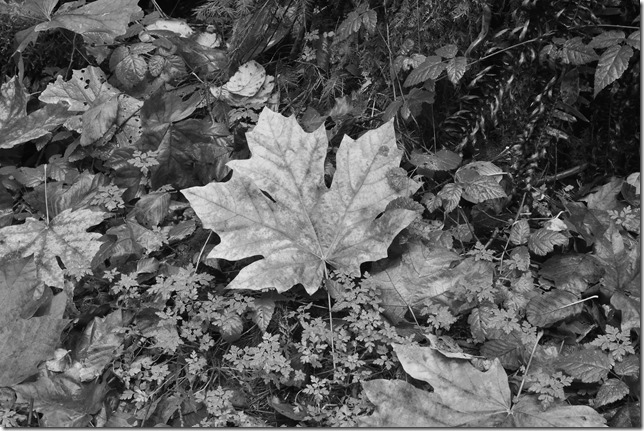 Maple Leaf,fall,Oh Canada