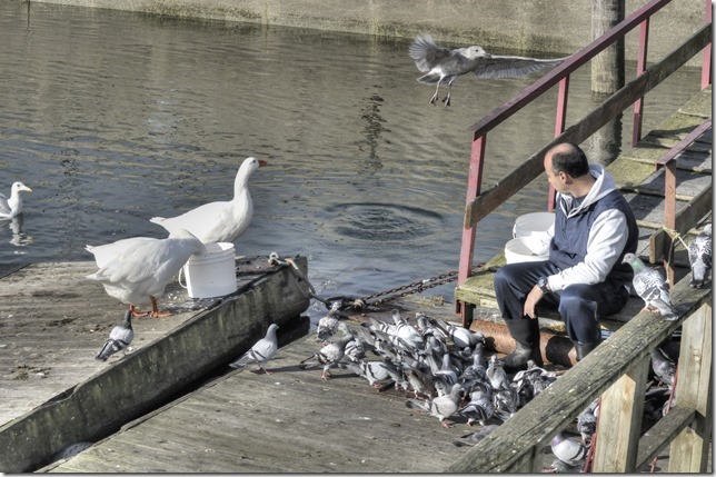 sea gulls,geese.birds,nature,Portuguese Joe's Fish Market,pidgeons